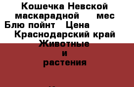 Кошечка Невской маскарадной 1,5 мес.Блю пойнт › Цена ­ 5 000 - Краснодарский край Животные и растения » Кошки   . Краснодарский край